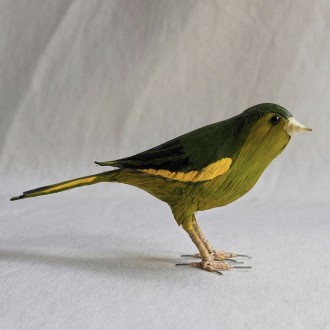 VERDERÓN - CHLORIS CHLORIS