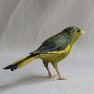 VERDERÓN - CHLORIS CHLORIS