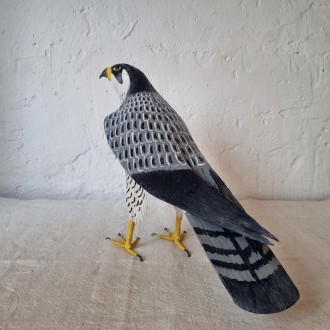 HALCÓN PEREGRINO - FALCO PEREGRINUS