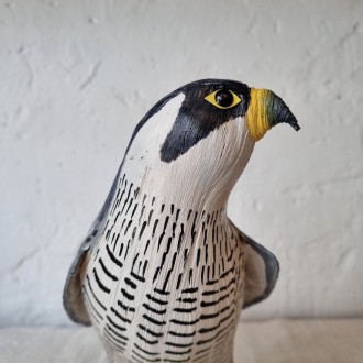 HALCÓN PEREGRINO - FALCO PEREGRINUS