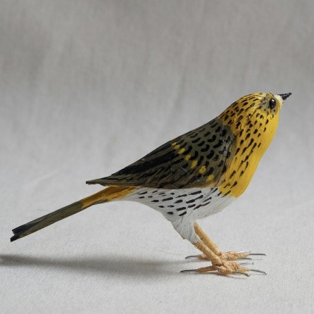 VERDECILLO - SERINUS SERINUS