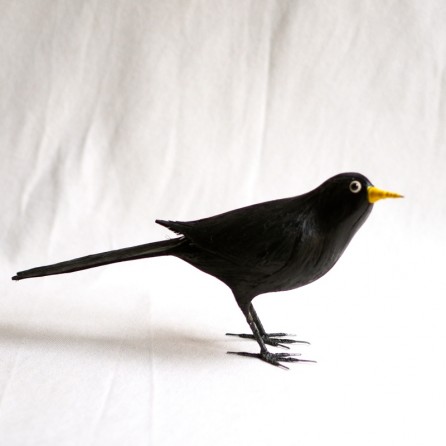 MIRLO COMÚN - TURDUS MERULA