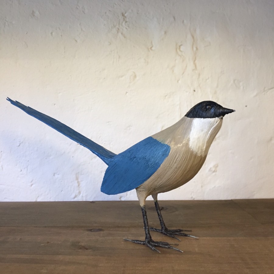 RABILARGO - CYANOPICA COOKI