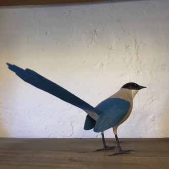 RABILARGO - CYANOPICA COOKI