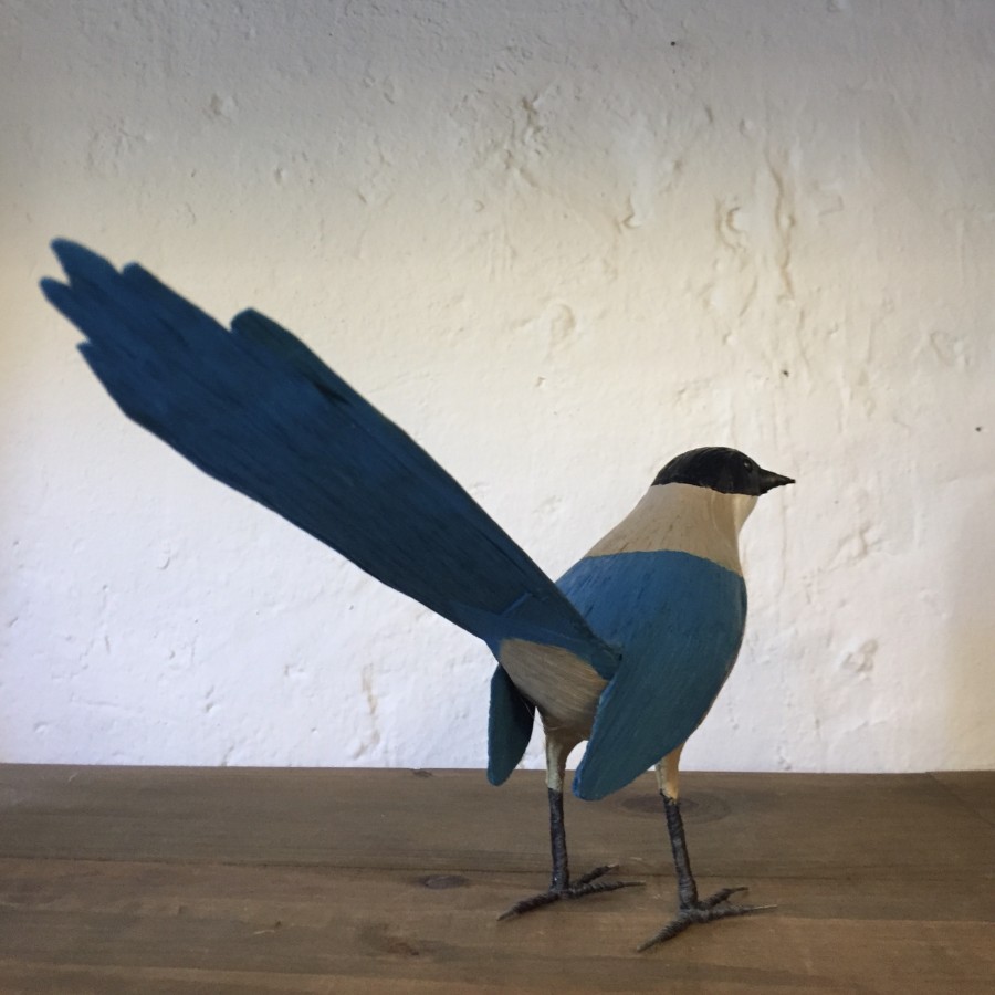 RABILARGO - CYANOPICA COOKI