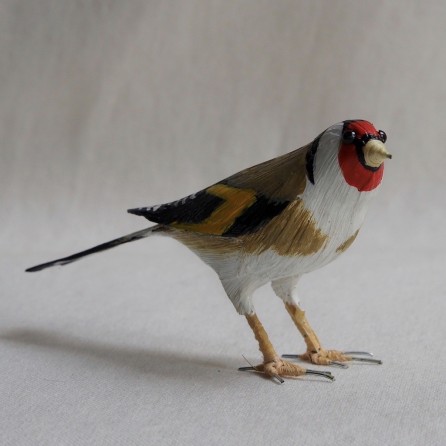 JILGUERO - CARDUELIS CARDUELIS