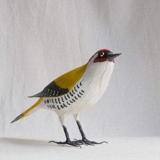 PITO REAL - PICUS VIRIDIS