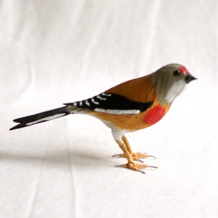 PARDILLO COMÚN - LINARIA CANNABINA