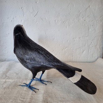 TUCÁN - RAMPHASTIDAE